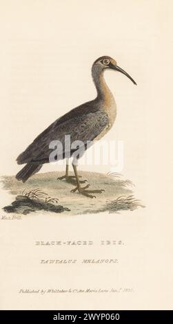 Ibis dalla faccia nera, Theristicus melanopis. Originario del Sud America. Tantalus melanopsis. Da un esemplare del British Museum. Incisione su lastra di rame colorata a mano da The Animal Kingdom di Edward Griffith del Barone Cuvier, Londra, Whittaker, 1830. Foto Stock