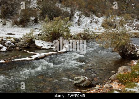 Un piccolo discorso tempestoso scaturisce dalle montagne sulle rive ricoperte di arbusti, polverati con la prima neve. Fiume SEMA, Altai, Siberia, Russ Foto Stock