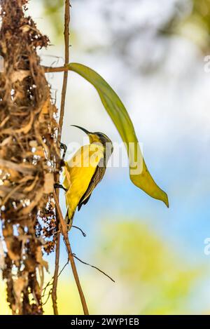 Un sunbird (Cinnyris jugularis) giardino, precedentemente conosciuto come il sunbird a dorso di ulivo nidificato a Cooktown, nell'estremo nord del Queensland, Australia Foto Stock