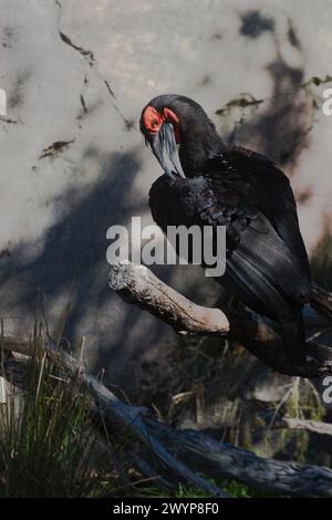 Hornbill bellezza e mistero, mostrando le sue piume e il suo corpo, mentre è arroccato sul ramo e si prepara. Foto Stock