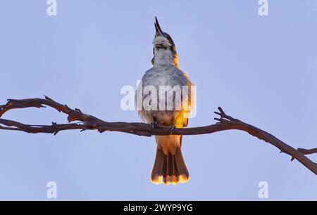 A Grey Butcherbird (Cracticus torquatus ssp. Cinereus) arroccato su un ramo con cielo blu e luce arancione di primo mattino a Hobart, Tasmania Foto Stock