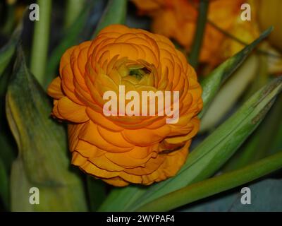 Primo piano di Ranunculus Foto Stock