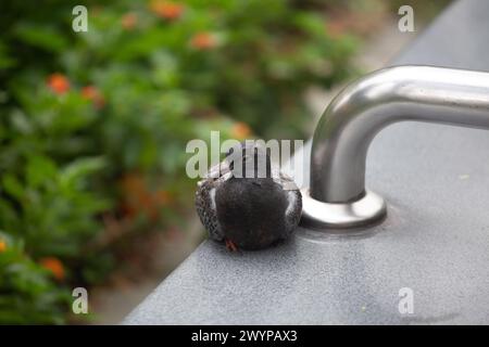 Stanco piccione di roccia appoggiato sul bordo della panchina con gli occhi aperti. Si possono trovare in tutta Singapore, sono comunemente visti in aree residenziali. Singapore Foto Stock
