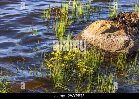 Marsh calendula che fiorisce nell'acqua Foto Stock