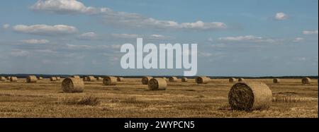 Campo agricolo con paglia di peci da grano, il grano da cui è stato raccolto per il cibo, campo di grano in un giorno estivo soleggiato, cielo Foto Stock