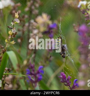 Il ragno selvaggio predatore della vespa, Argiope bruennichi, con striature gialle e nere impressionanti sull'addome, cattura la preda nella sua rete della trappola e paralizza e avvolge Foto Stock