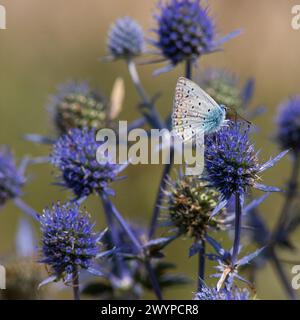 Fiore spiky. Fiori di cardo blu, Eryngium planum, eryngo blu. Cardi selvatiche viola fiorite. Farfalla blu su un fiore blu pungente. Foto Stock
