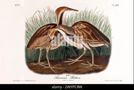 American Bittern, maschio e femmina, illustrato da J.J. Audubon di Birds of America, Philadelphia, 1840. Descrizione dettagliata nell'habitat paludoso. Foto Stock
