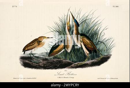Almeno Bittern, maschio, femmina e giovane, illustrato da J.J. Audubon di Birds of America, Philadelphia, 1840. Una scena dettagliata dell'habitat paludoso. Foto Stock