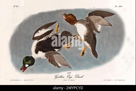 Vecchia illustrazione incisa dell'anatra dell'occhio d'oro (Bucephala clangula). Di J.J. Audubon: Birds of America, Philadelphia, 1840 Foto Stock