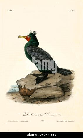 Vecchia illustrazione incisa del cormorano a doppia cresta (Nannopterum auritum). Di J.J. Audubon: Birds of America, Philadelphia, 1840 Foto Stock