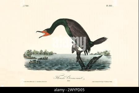 Vecchia illustrazione incisa del cormorano della Florida (Nannopterum auritum). Di J.J. Audubon: Birds of America, Philadelphia, 1840 Foto Stock