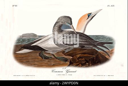 Vecchia illustrazione incisa di gannet comune (Morus bassanus). Di J.J. Audubon: Birds of America, Philadelphia, 1840 Foto Stock