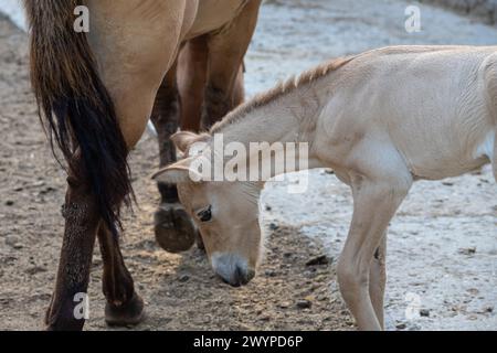 Cavallo przewalski, Cavallo selvatico, i cavalli di Przewalski sono gli unici parenti selvatici di cavalli che vivono ora. Foto Stock