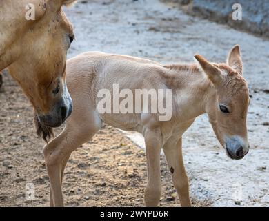 Cavallo przewalski, Cavallo selvatico, i cavalli di Przewalski sono gli unici parenti selvatici di cavalli che vivono ora. Foto Stock