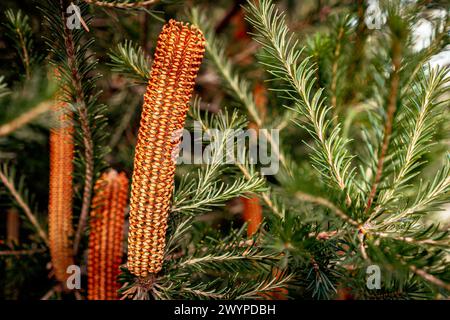 Banksia ericifolia (Red Rover), fiore selvatico australiano nativo Foto Stock