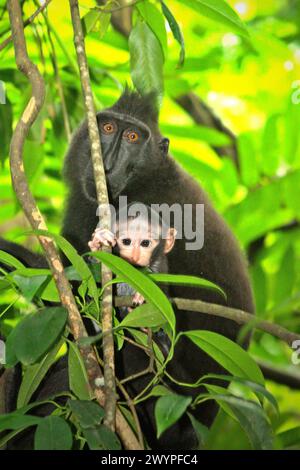 Un bambino di macaco crestato (Macaca nigra) viene fotografato mentre gioca nelle cure di una donna adulta durante il periodo di svezzamento nella foresta di Tangkoko, Sulawesi settentrionale, Indonesia. "Il cambiamento climatico è uno dei principali fattori che influenzano la biodiversità a livello mondiale a un ritmo allarmante", secondo un team di scienziati guidati da Antonio Acini Vasquez-Aguilar nel loro documento di ricerca pubblicato per la prima volta nel marzo 2024 su Environ Monit Evaluate. Potrebbe spostare la distribuzione geografica delle specie, comprese le specie che dipendono molto dalla copertura forestale, hanno scritto. In altre parole, il cambiamento climatico può... Foto Stock