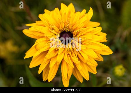 Margherita gialla su un letto nel giardino estivo Foto Stock