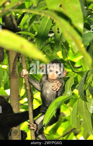 Un bambino di macaco crestato (Macaca nigra) viene fotografato mentre gioca nelle cure di una donna adulta durante il periodo di svezzamento nella foresta di Tangkoko, Sulawesi settentrionale, Indonesia. "Il cambiamento climatico è uno dei principali fattori che influenzano la biodiversità a livello mondiale a un ritmo allarmante", secondo un team di scienziati guidati da Antonio Acini Vasquez-Aguilar nel loro documento di ricerca pubblicato per la prima volta nel marzo 2024 su Environ Monit Evaluate. Potrebbe spostare la distribuzione geografica delle specie, comprese le specie che dipendono molto dalla copertura forestale, hanno scritto. In altre parole, il cambiamento climatico può... Foto Stock