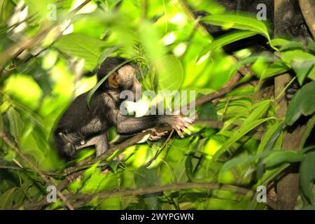 Un bambino di macaco crestato (Macaca nigra) viene fotografato mentre gioca nelle cure di una donna adulta durante il periodo di svezzamento nella foresta di Tangkoko, Sulawesi settentrionale, Indonesia. "Il cambiamento climatico è uno dei principali fattori che influenzano la biodiversità a livello mondiale a un ritmo allarmante", secondo un team di scienziati guidati da Antonio Acini Vasquez-Aguilar nel loro documento di ricerca pubblicato per la prima volta nel marzo 2024 su Environ Monit Evaluate. Potrebbe spostare la distribuzione geografica delle specie, comprese le specie che dipendono molto dalla copertura forestale, hanno scritto. In altre parole, il cambiamento climatico può... Foto Stock