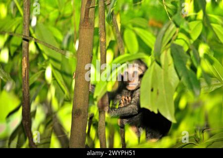 Un bambino di macaco crestato (Macaca nigra) viene fotografato mentre gioca nelle cure di una donna adulta durante il periodo di svezzamento nella foresta di Tangkoko, Sulawesi settentrionale, Indonesia. "Il cambiamento climatico è uno dei principali fattori che influenzano la biodiversità a livello mondiale a un ritmo allarmante", secondo un team di scienziati guidati da Antonio Acini Vasquez-Aguilar nel loro documento di ricerca pubblicato per la prima volta nel marzo 2024 su Environ Monit Evaluate. Potrebbe spostare la distribuzione geografica delle specie, comprese le specie che dipendono molto dalla copertura forestale, hanno scritto. In altre parole, il cambiamento climatico può... Foto Stock