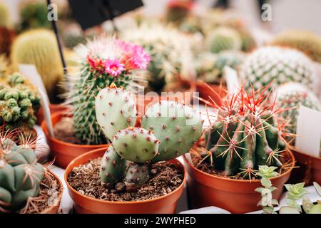 Diversi cactus e succulenti in pentole, primo piano. Foto Stock