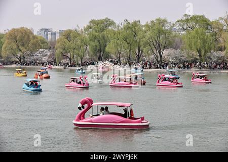 I turisti apprezzano lo scenario primaverile del Parco Yuyuantan in barca durante la vacanza del Festival Qingming a Pechino, Cina, il 5 aprile 2024. Foto Stock