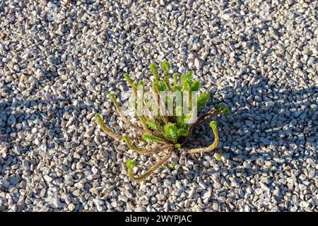 una pianta che cresce nella ghiaia Foto Stock