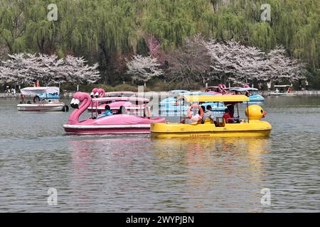 I turisti apprezzano lo scenario primaverile del Parco Yuyuantan in barca durante la vacanza del Festival Qingming a Pechino, Cina, il 5 aprile 2024. Foto Stock