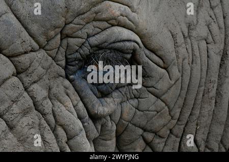 Primo piano dell'occhio di un elefante africano che mostra le rughe e le lunghe ciglia Foto Stock