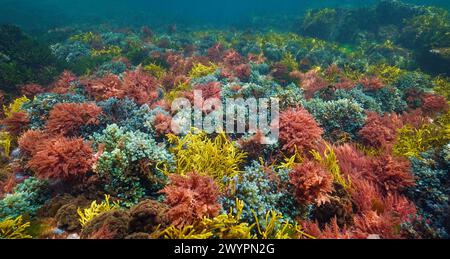 Alghe colorate nell'oceano Atlantico, scenario subacqueo naturale (Asparagopsis armata, Bifurcaria bifurcata e Cystoseira baccata alghe), Spagna Foto Stock