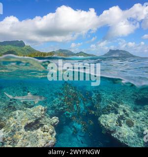 Mare dell'oceano Pacifico al largo della costa dell'isola di Huahine nella Polinesia francese, una scuola di pesci con uno squalo sott'acqua sulla barriera corallina esterna, scenario naturale Foto Stock