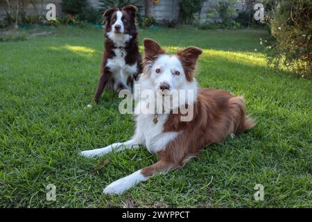 Due cani da collie con bordo marrone e bianco in un giardino residenziale Foto Stock