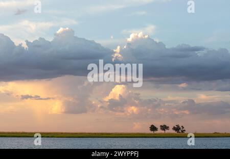 Tre alberi isolati su un'isola del fiume Chobe esposti durante il basso flusso contro un cielo estivo mostruoso Foto Stock