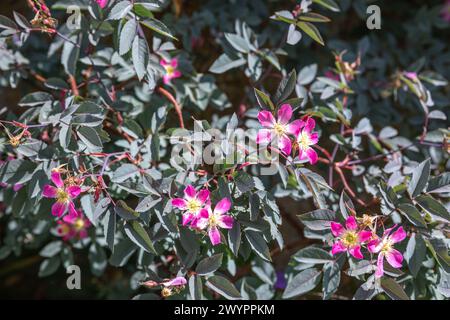 Rosa glauca / Rosa glauca Pourr. in fiore Foto Stock