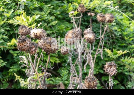 Cynara cardunculus / teste di carciofo del globo / teste di fiore morte si tengono per interesse autunno / inverno Foto Stock