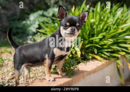 Black Tan Chihuahua che guarda la macchina fotografica in giardino Foto Stock