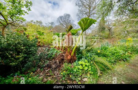 Gunnera manicata, rabarbaro gigante brasiliano, con punta di fiore e una nuova foglia che cresce vicino a un lago nel Vann Garden vicino a Hambledon, Surrey all'inizio della primavera Foto Stock