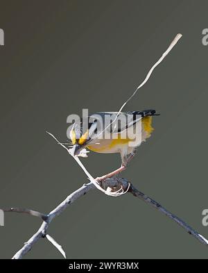 Pardalote striata (Pardalotus striatus) con materiale di nidificazione in becco, Lorella Springs Wilderness Park, Northern Territory, NT, Australia Foto Stock