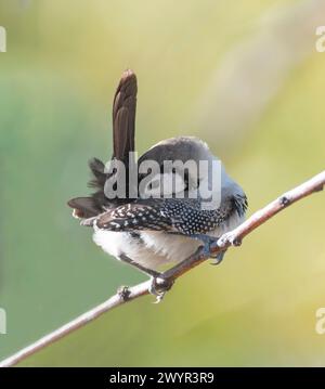 Preening a doppio sbarramento (Taeniopygia bichenovii) arroccato su un ramo, Lorella Springs Wilderness Park, Northern Territory, NT, Australia Foto Stock