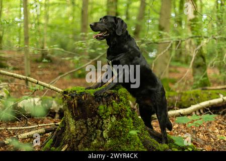 Avvisa il cane nero che posa su un ceppo coperto di muschio in una foresta lussureggiante Foto Stock