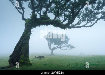 Coppia mistica di alloro contorto nella foresta Foggy Fanal, Madeira Foto Stock