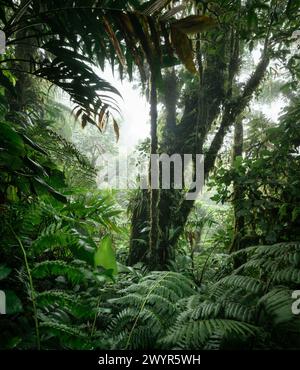 Monteverde Cloud Forest Biological Preserve, Provincia di Puntarenas, Costa Rica, America centrale Foto Stock