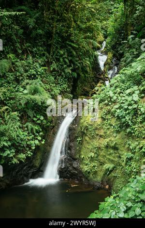 Monteverde Cloud Forest Biological Preserve, Provincia di Puntarenas, Costa Rica, America centrale Foto Stock