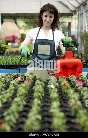 Irrigazione e fertilizzante con l'irroratrice in serra. Fiori: giardino balsamo e gerani. Centro giardino. Foto Stock