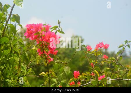 scena un campo piantato con verdure e alcuni anche riso piantato. molto ampia, per quanto l'occhio può vedere le piante. Situato a Wonosobo, Indonesia. niente fastidio Foto Stock