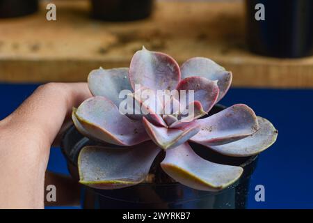 Le piante succulente hanno una forma miniaturizzata. Le foglie spesse contengono molta acqua. Questa pianta è di solito piantata in piccoli vasi per essere utilizzata come orname Foto Stock