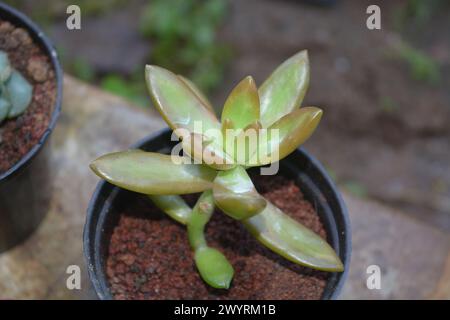 Le piante succulente hanno una forma miniaturizzata. Le foglie spesse contengono molta acqua. Questa pianta è di solito piantata in piccoli vasi per essere utilizzata come orname Foto Stock