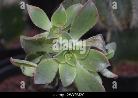 Le piante succulente hanno una forma miniaturizzata. Le foglie spesse contengono molta acqua. Questa pianta è di solito piantata in piccoli vasi per essere utilizzata come orname Foto Stock