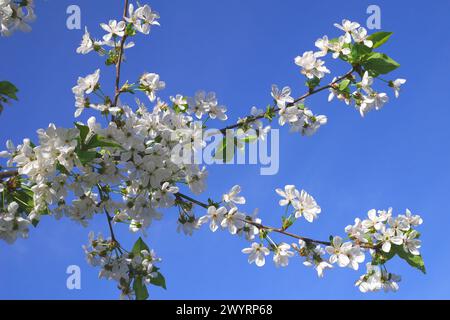 Fioritura su un albero di ciliegio acido (Prunus cerasus), contea di Pest, Ungheria Foto Stock